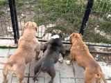 Yetişkin American Bully Pocket