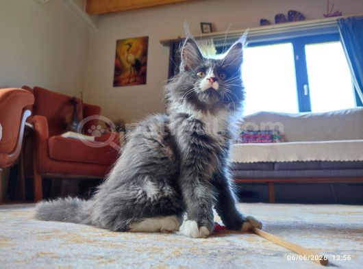 Dernek Kayıtları Yapılmış Eksiksiz Safkan Secereli Mainecoon