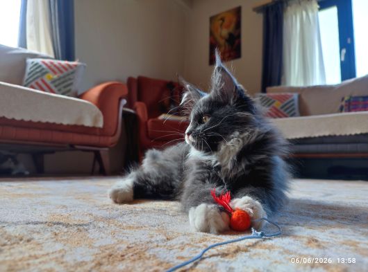 Dernek Kayıtları Yapılmış Eksiksiz Safkan Secereli Mainecoon görsel