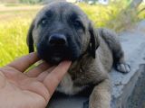 Kangal Yavruları Detay İçin Lütfen Arayınız