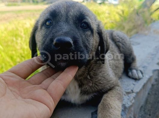 Kangal Yavruları Detay İçin Lütfen Arayınız görsel