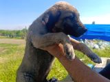 Kangal Yavruları Detay İçin Lütfen Arayınız