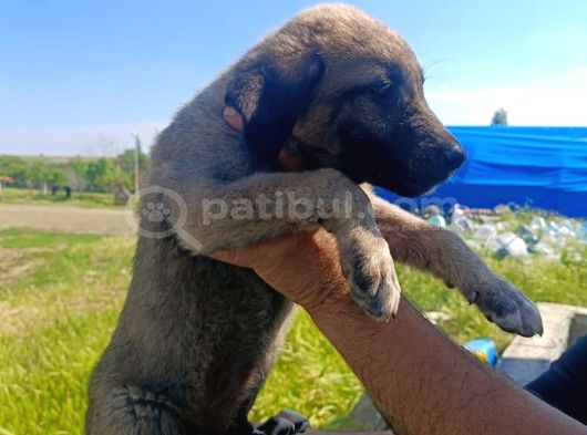 Kangal Yavruları Detay İçin Lütfen Arayınız görsel
