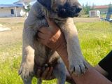 Kangal Yavruları Detay İçin Lütfen Arayınız