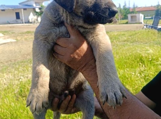 Kangal Yavruları Detay İçin Lütfen Arayınız görsel