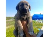 Kangal Yavruları Detay İçin Lütfen Arayınız