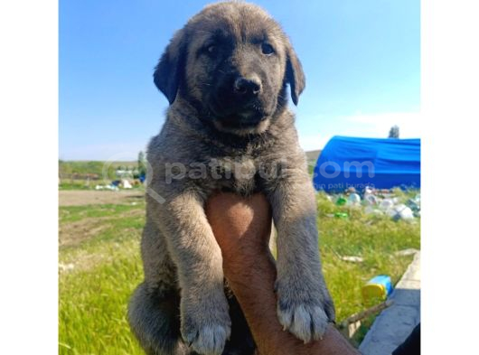 Kangal Yavruları Detay İçin Lütfen Arayınız