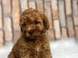 Süper Kali̇te İnanilmaz Güzelli̇kte Toy Poodle Yavrular