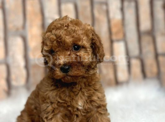 Süper Kali̇te İnanilmaz Güzelli̇kte Toy Poodle Yavrular görsel