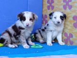 Kahve Merle Ve Blue Merle Border Yavrular