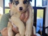 Kahve Merle Ve Blue Merle Border Yavrular