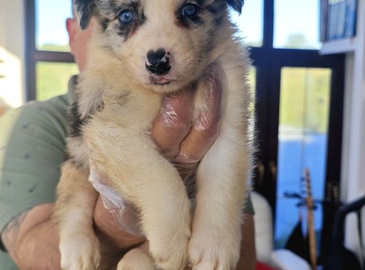 Kahve Merle Ve Blue Merle Border Yavrular görsel