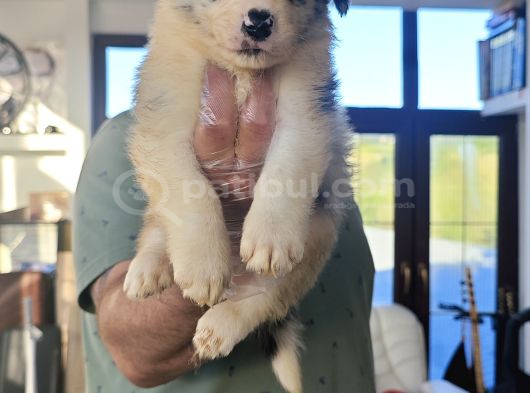 Kahve Merle Ve Blue Merle Border Yavrular görsel
