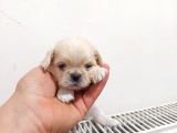İmperial Safkan Pekinese Yavrular