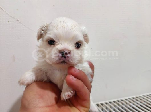 İmperial Safkan Pekinese Yavrular görsel