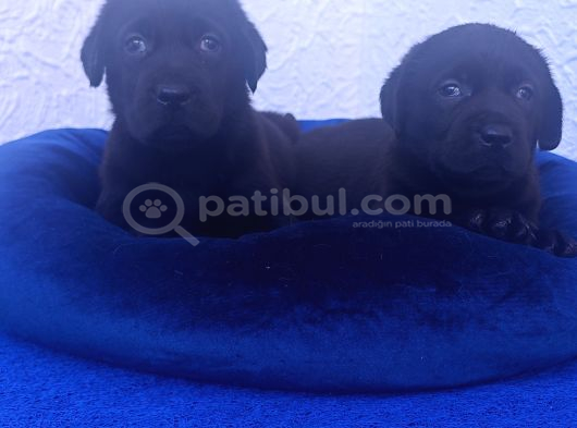 Kahverengi̇ Ve Siyah Müthi̇ş Güzelli̇kte Labrador Yavrular görsel