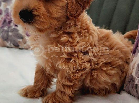 Efsane Güzelli̇kte Müthi̇ş Kali̇te Gerçek Malti̇poo Yavrular görsel