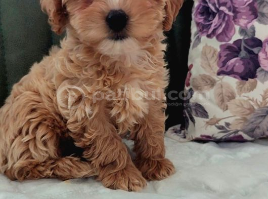Efsane Güzelli̇kte Müthi̇ş Kali̇te Gerçek Malti̇poo Yavrular görsel