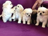 İmperial Safkan Pekinese Yavrular