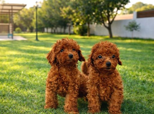 Süper Kali̇te İnanilmaz Güzelli̇kte Toy Poodle Yavrular