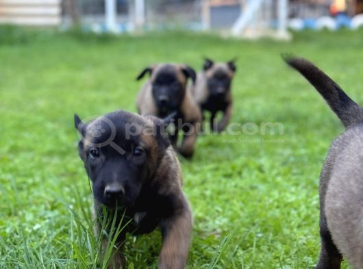 Belçika Malinois Aktif Yavrular