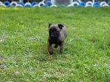 Belçika Malinois Aktif Yavrular