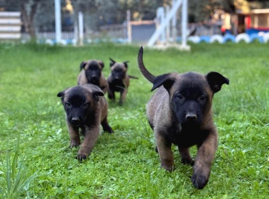 Belçika Malinois Aktif Yavrular görsel