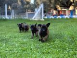 Belçika Malinois Aktif Yavrular