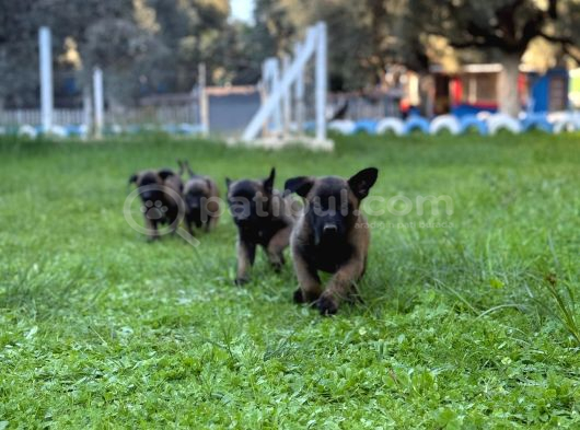 Belçika Malinois Aktif Yavrular görsel