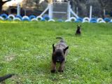 Belçika Malinois Aktif Yavrular