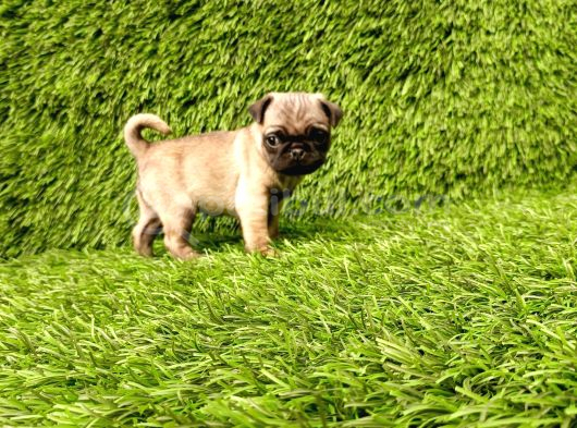 Pug Mobs Bebekler görsel