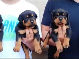 Macar Koca Patiler Rotweiler
