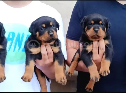 Macar Koca Patiler Rotweiler görsel