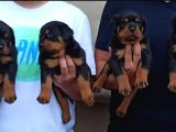 Macar Koca Patiler Rotweiler