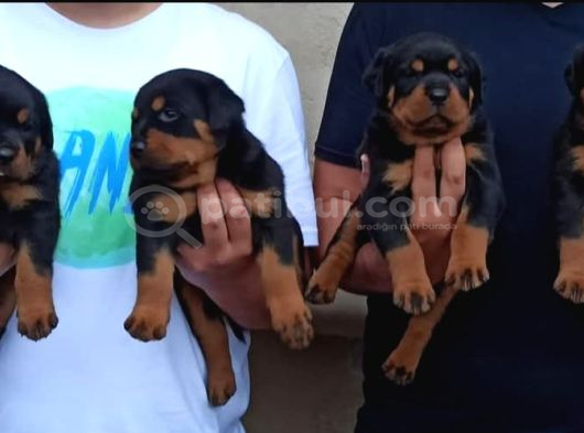 Macar Koca Patiler Rotweiler görsel