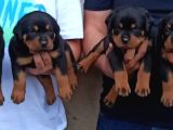 Macar Koca Patiler Rotweiler