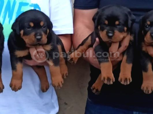 Macar Koca Patiler Rotweiler görsel