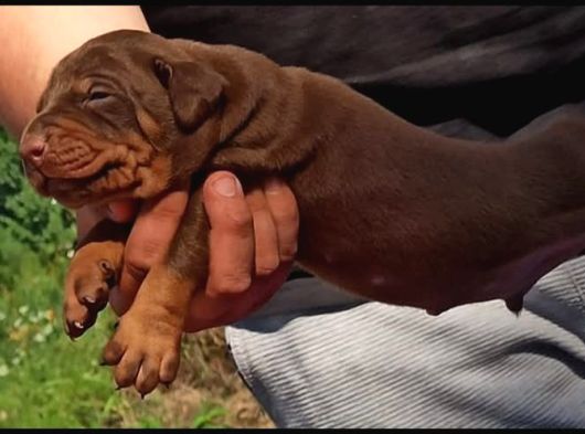 King Avrupa Doberman Yavruları görsel
