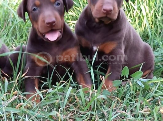 King Avrupa Doberman Yavruları görsel