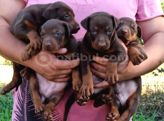King Avrupa Doberman Yavruları görsel