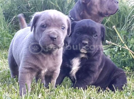 Cane Corso İtaliano Mastifi  Yavruları görsel