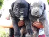Cane Corso İtaliano Mastifi  Yavruları