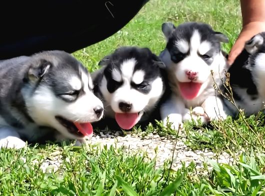 Husky Boncuk Gözlü  Yavrular