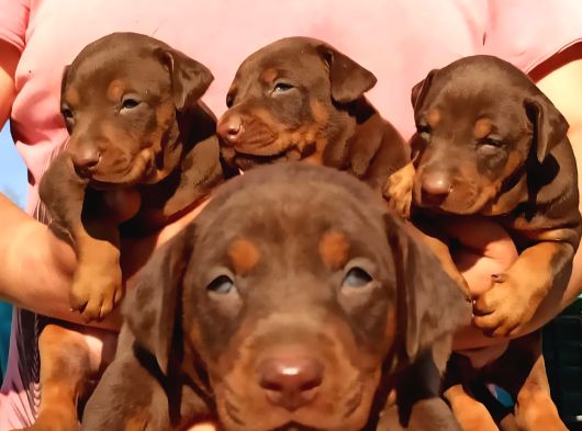 King Avrupa Doberman Yavruları görsel