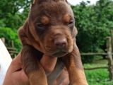 King Avrupa Doberman Yavruları