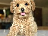 Koyu Renklerde Toy Poodle Yavrular
