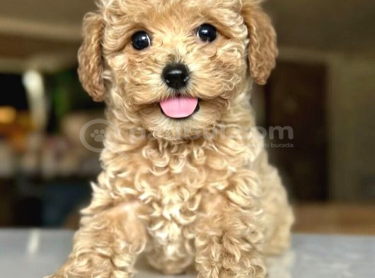 Koyu Renklerde Toy Poodle Yavrular görsel