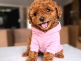 Koyu Renklerde Toy Poodle Yavrular