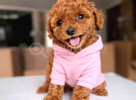 Koyu Renklerde Toy Poodle Yavrular görsel