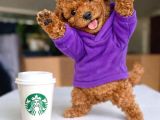 Koyu Renklerde Toy Poodle Yavrular